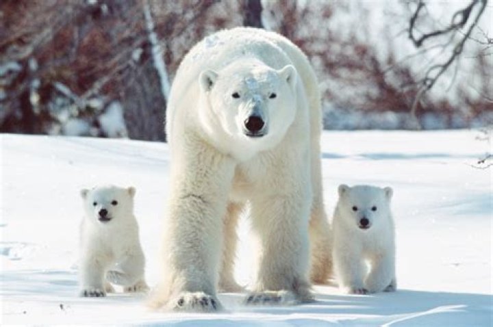 Discover The Enigmatic Realm Of Polar Bears At Point Defiance