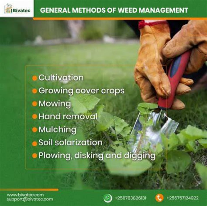 Eraser Vs Roundup: The Ultimate Guide To Choose The Best Weed Control Method
