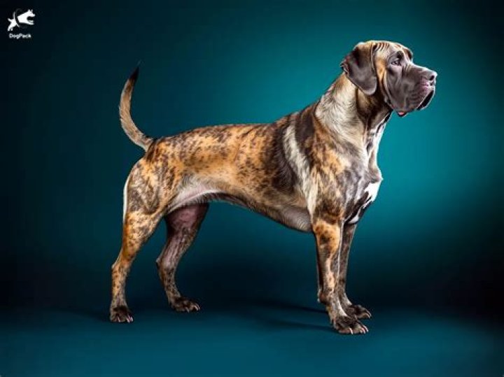 The Whippet Great Dane Mix: A Unique Blend Of Speed And Size