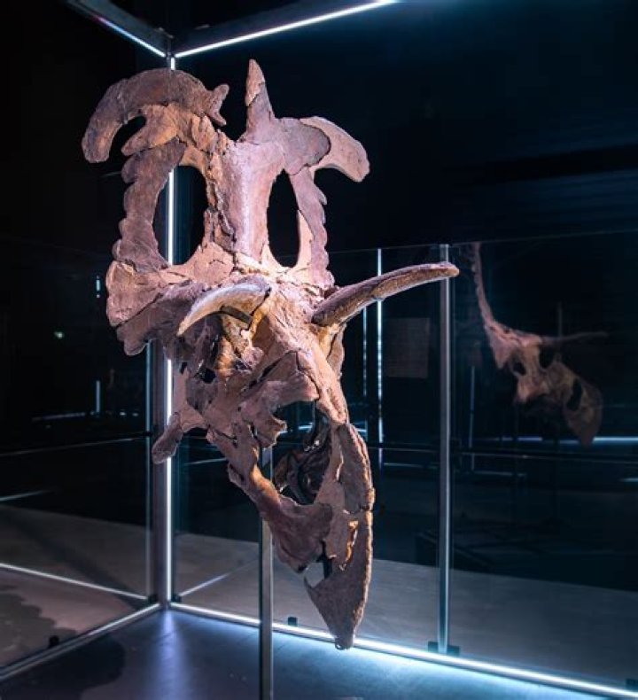 Unveiling The Secrets Of The Susan Rattler: Discoveries And Insights